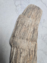 Charger l'image dans la galerie, Fossil Woolly Rhino horn Authentic Coelodonta antiquitatis horn