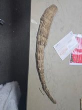 Charger l'image dans la galerie, Fossil Woolly Rhino horn Authentic Coelodonta antiquitatis horn