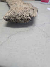 Charger l'image dans la galerie, Fossil Woolly Rhino horn Authentic Coelodonta antiquitatis horn