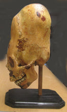 Charger l&#39;image dans la galerie, Cinnamon Skull Cast Replica Peruvian Elongated Skull (not an Alien)
