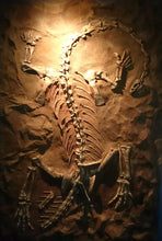 Load image into Gallery viewer, Massospondylus carinatus Skull Fossil Cast