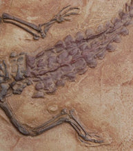 Cargar imagen en el visor de la galería, Crocodilaemus robustus, crocodile, Jurassic #1597 replica