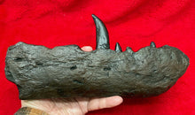 Load image into Gallery viewer, Megalosaurus bucklandii, 1st described dinosaur, Jaw &amp; Teeth #504 cast replica