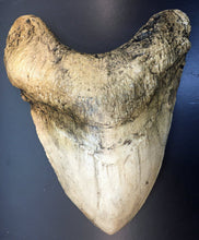 Load image into Gallery viewer, Megalodon Shark Tooth Over 7 Inches, World Record Cast Replica