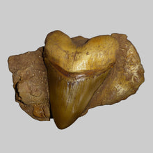 Load image into Gallery viewer, Shark tooth in matrix
Resin cast replica Carcharocles megalodon