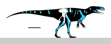 Load image into Gallery viewer, Megalosaurus bucklandii, 1st described dinosaur, Jaw &amp; Teeth #504 cast replica