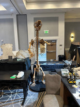 Load image into Gallery viewer, Cave Bear: Original Fossil Cave Bear skeleton 8 ft tall!