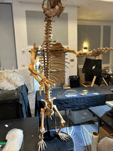 Cargar imagen en el visor de la galería, Cave Bear: Original Fossil Cave Bear skeleton 8 ft tall!