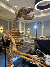 Cargar imagen en el visor de la galería, Cave Bear: Original Fossil Cave Bear skeleton 8 ft tall!