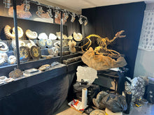 Load image into Gallery viewer, Pleistocene Wolf Skeleton  Fossils)