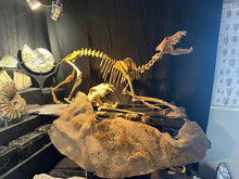 Load image into Gallery viewer, Pleistocene Wolf Skeleton  Fossils)