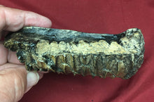 Load image into Gallery viewer, Edmontosaurus Tooth "Battery" Teeth. Cast Replica #2 Dinosaur