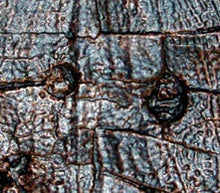 Load image into Gallery viewer, Turtle: Trionyx, green river turtle with bite marks #1383 replica