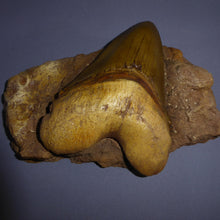 Load image into Gallery viewer, Shark tooth in matrix
Resin cast replica Carcharocles megalodon