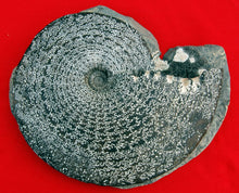 Load image into Gallery viewer, Placenticeras meeki, Ammonite #1193 cast replica