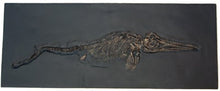 Laden Sie das Bild in den Galerie-Viewer, Ichthyosaurus, 48-inch Skeleton #1010 replica