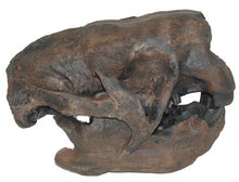 Load image into Gallery viewer, Megalonyx Ground Sloth skull cast replica #2 Adult skull