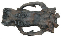 Load image into Gallery viewer, Megalonyx Ground Sloth skull cast replica #2 Adult skull