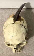 Laden Sie das Bild in den Galerie-Viewer, Spanish Conquistador Human Skull with Broad Ax Trauma Human skull Ax cast replica