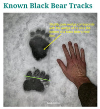 Charger l&#39;image dans la galerie, Grizzly Track #MC Paw Print Grizzly Track B W Shull 10.75&quot; Diam Rare Plaster Bear footprint track cast replica