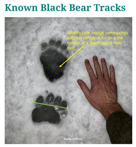 Grizzly Track #MC Paw Print Grizzly Track B W Shull 10.75" Diam Rare Plaster Bear footprint track cast replica