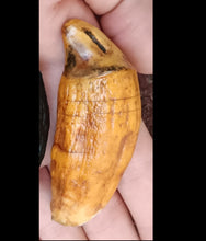 Load image into Gallery viewer, Cave Bear Canine tooth cast replica