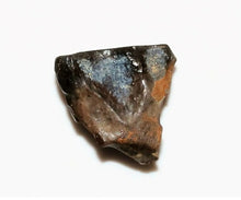 Load image into Gallery viewer, Fossil Triceratops teeth (Small)