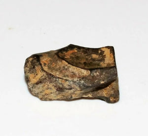 Fossil Triceratops teeth (Small)
