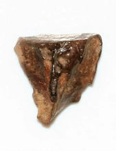 Load image into Gallery viewer, Fossil Triceratops Tooth Teeth (Small)