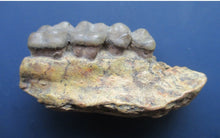 Cargar imagen en el visor de la galería, Ramapithecus replica /cast from jaw, Miocene, Saint Gaudens,  France Hominid skull cast replicas