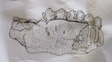 Cargar imagen en el visor de la galería, Ramapithecus replica /cast from jaw, Miocene, Saint Gaudens,  France Hominid skull cast replicas