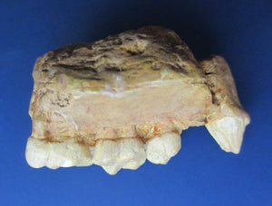 Ramapithecus wickeri replica /cast from jaw, Miocene, Fort Ternan,  Kenya Hominid skull cast replicas