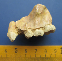 Cargar imagen en el visor de la galería, Ramapithecus wickeri replica /cast from jaw, Miocene, Fort Ternan,  Kenya Hominid skull cast replicas