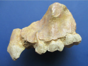 Ramapithecus wickeri replica /cast from jaw, Miocene, Fort Ternan,  Kenya Hominid skull cast replicas