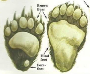 Brown Bear (Alaska) Ursus Arctos Footprint Cast Replica Footprint Track Knight
