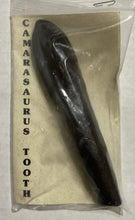 Load image into Gallery viewer, Camarasaurus Tooth Fossil Cast Replica Dinosaur Tooth #2