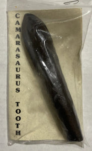 Camarasaurus Tooth Fossil Cast Replica Dinosaur Tooth #2