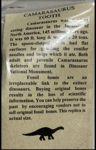 Camarasaurus Tooth Fossil Cast Replica Dinosaur Tooth #2