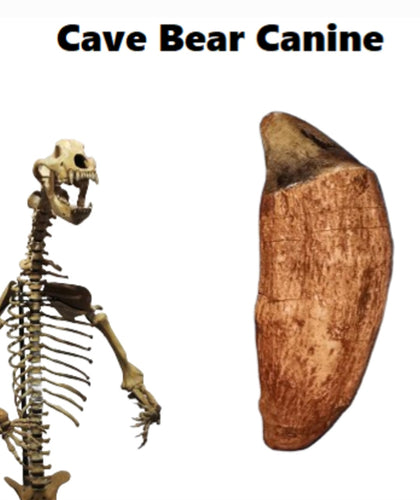 Cave Bear Canine tooth cast replica