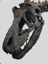 画像をギャラリービューアに読み込む, T-rex: Ivan the T.rex skeleton cast replica