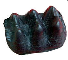 Load image into Gallery viewer, Mastodon small Tooth cast replica #3 Pleistocene. Ice Age