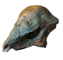 Load image into Gallery viewer, Prenocephale skull cast replica Dinosaur reproductive