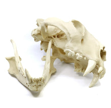 Load image into Gallery viewer, Lion: African Lion Skull Male Bone Clones BC-054 Updated 2025