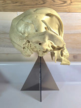 Load image into Gallery viewer, Alien Grey skull cast replica (Updated 1/25)