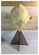Load image into Gallery viewer, Alien Grey skull cast replica (Updated 1/25)