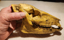 Load image into Gallery viewer, Mesohippus skull cast replica. Mesohippus fossil horse cast replica