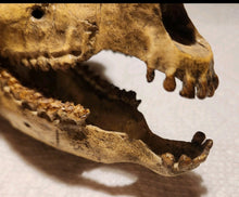 Load image into Gallery viewer, Mesohippus skull cast replica. Mesohippus fossil horse cast replica