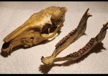 Load image into Gallery viewer, Mesohippus skull cast replica. Mesohippus fossil horse cast replica