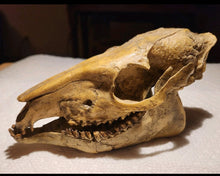 Load image into Gallery viewer, Mesohippus skull cast replica. Mesohippus fossil horse cast replica
