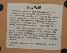 Load image into Gallery viewer, Wolf: Real Gray Wolf Footprint Cast Replica